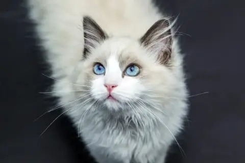 Uroczy kot rasy Ragdoll z niebieskimi oczami, idealny do poradnika "jak wychować kota".