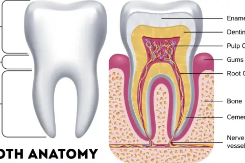 Anatomia zęba: korona, szyjka, korzeń, szkliwo, zębina, miazga, dziąsło, kanał korzeniowy, kość, cement, nerwy i naczynia.