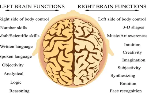 Vue aérienne du cerveau divisé en zones : fonctions du cerveau gauche (logique, langage) et du cerveau droit (créativité, émotions).