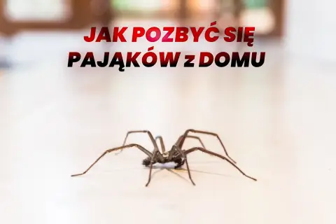 Duży pająk na jasnym tle, z napisem "Jak pozbyć się pająków z domu".