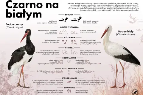Bocian czarny, skryty kuzyn bociana białego, preferuje lasy. Ten ptak ceni spokój i unika ludzi.