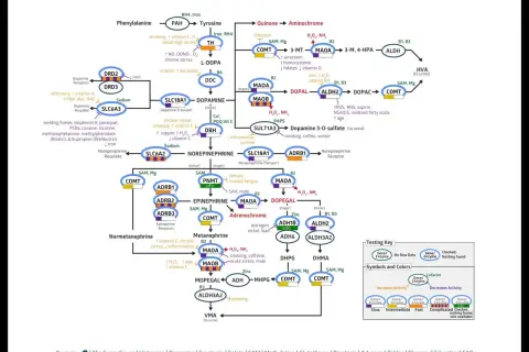 Schemat szlaków metabolicznych dopaminy i neuroprzekaźników, uwzględniający czynniki wpływające na ich aktywność, zgodnie z zasadami ortograficznymi.