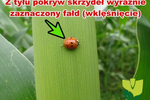 Biedronka azjatycka z charakterystycznym wklęśnięciem na pokrywach skrzydeł, siedząca na zielonym liściu kukurydzy.