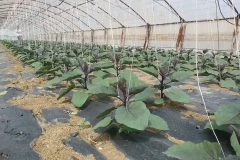 Piantine di melanzane in serra, con fili di sostegno e pacciamatura. L'etichetta "cobre nordox" indica un trattamento per proteggere le colture.