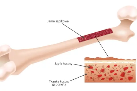 Przekrój kości długiej ukazujący jamę szpikową i tkankę gąbczastą. Szczegółowy widok szpiku kostnego. Budowa kości.