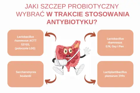 Zranione jelita potrzebują wsparcia. Jaki probiotyk po antybiotyku wybrać? Sprawdź propozycje szczepów.