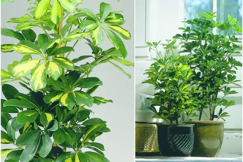 Schefflera variegata, popularne kwiaty doniczkowe, zielone liściaste rośliny o żółtych przebarwieniach.