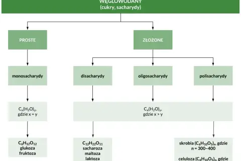 Schemat klasyfikacji węglowodanów: proste (monosacharydy, np. glukoza) i złożone (disacharydy, oligosacharydy, polisacharydy, np. skrobia).