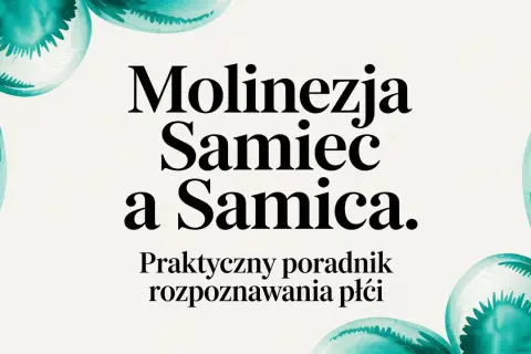 Molinezje samiec a samica. Praktyczny poradnik rozpoznawania płci. Woda w akwarium mieni się odcieniem turkusu, jak piękne molinezje kolory.