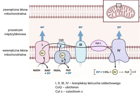 Schemat przedstawia łańcuch oddechowy w mitochondrium, kluczowy dla oddychania tlenowego. Elektrony przepływają przez kompleksy I-IV, pompując protony i tworząc wodę.