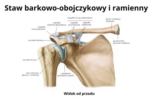 Anatomia stawu barkowo-obojczykowego i ramiennego z widocznymi więzadłami i kośćmi.