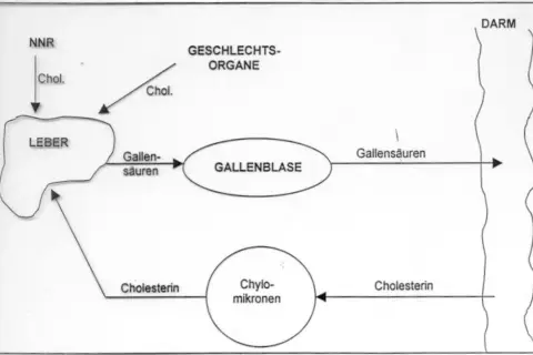 Schema zeigt Cholesterin-Stoffwechsel: Leber, Gallenblase, Darm. Colestyramin bindet Gallensäuren im Darm.
