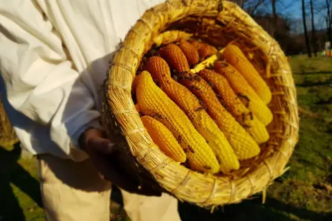Słomiany ul inaczej: pszczelarz trzyma koszyk z plastrami miodu, na których pracują pszczoły.