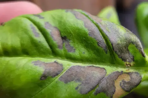 Foglia di basilico con macchie scure, quasi nere, che ne alterano il verde brillante.