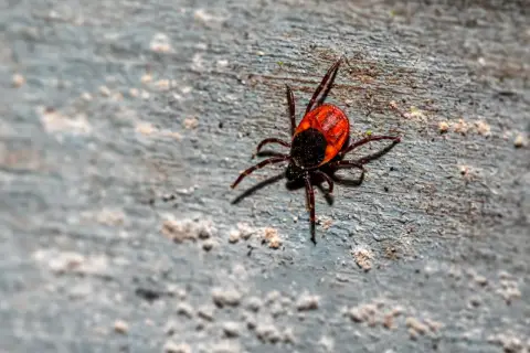 Kleszcz na drewnianej powierzchni. Uważaj na boreliozę, warto znać swoje prawa do odszkodowanie za boreliozę.