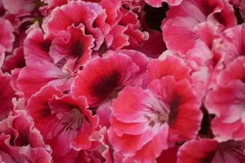 Mnóstwo pięknych, karbowanych płatków pelargonii angielskich w odcieniach różu i czerwieni z ciemniejszymi środkami.