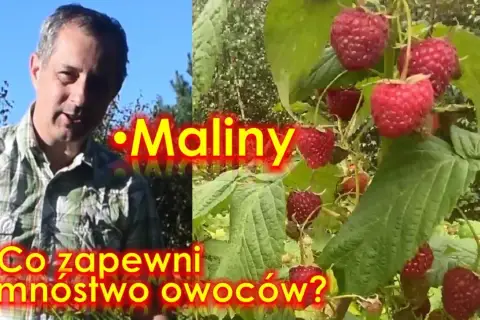 Kiedy jest sezon na maliny? Poznaj najlepszy czas na zbiór owoców