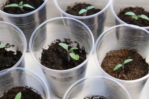 Młode sadzonki pomidorów w plastikowych kubeczkach, gotowe do podlewania. Delikatne zielone listki potrzebują odpowiedniej wilgoci, by rosnąć.