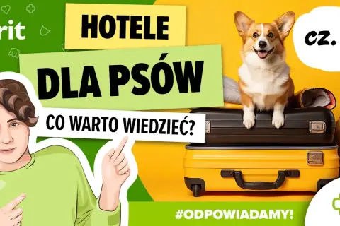 Jak wygląda hotel dla psów? Odkryj komfort i bezpieczeństwo dla pupila