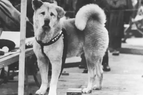 Wierny Hachiko, pies rasy Akita, czeka na swojego pana na stacji.