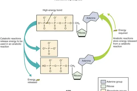 Cykl ATP/ADP: ATP (adenozynotrifosforan) uwalnia energię, stając się ADP (adenozynodifosforan). Reakcje anaboliczne zużywają energię do przekształcenia ADP z powrotem w ATP.