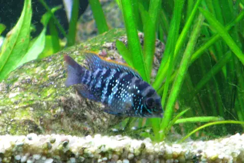 Akara electric blue z białymi kropkami pływa wśród zielonych roślin i kamieni.