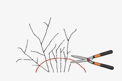 Ilustracja pokazuje nożyce ogrodnicze gotowe do cięcia gałązek tawuły japońskiej, zaznaczonych czerwoną linią.