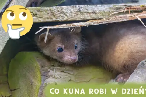 Zastanawiasz się, co kuna robi w dzień? Ten mały drapieżnik ukrywa się w swojej norce, odpoczywając przed nocnymi łowami.