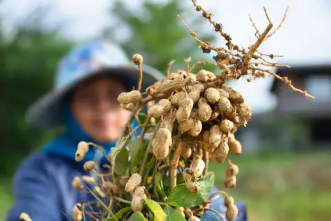 Raccolto di arachidi appena estratte dalla terra. Una persona con un cappello sullo sfondo osserva il frutto del suo lavoro.