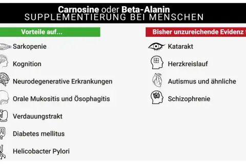 Übersicht zur Beta-Alanin Wirkung: Vorteile bei Sarkopenie, Kognition, etc. und unzureichende Evidenz bei Katarakt, Herzkreislauf, etc.