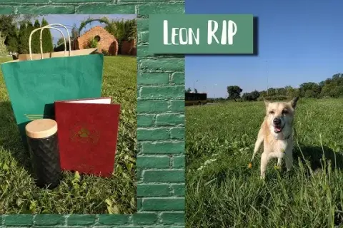 Kremacja psa: Ile kosztuje? Przewodnik krok po kroku
