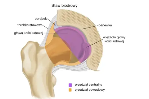 Przekrój stawu biodrowego: głowa kości udowej, panewka, obrąbek, więzadło głowy kości udowej, torebka stawowa.