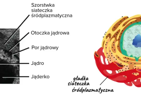 Szorstka siateczka śródplazmatyczna z rybosomami otacza jądro komórkowe, obok mitochondrium.