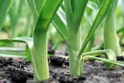 Grüner Lauch wächst dicht gedrängt in einem Hochbeet. Die langen, schlanken Stiele ragen aus dunkler Erde.