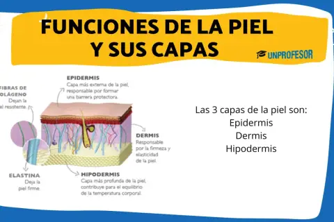 Ilustración detallada de las capas de la piel: epidermis, dermis e hipodermis, mostrando fibras de colágeno y elastina.