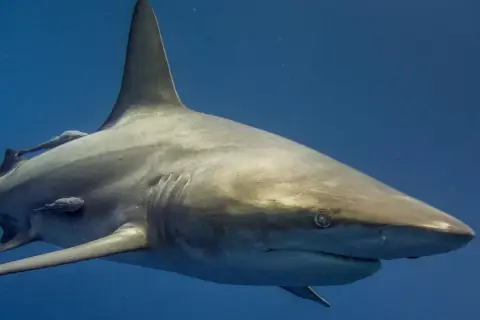 Rekin, po niemiecku "Hai", pływa w głębinach oceanu, a na jego ciele widać małe ryby remory.