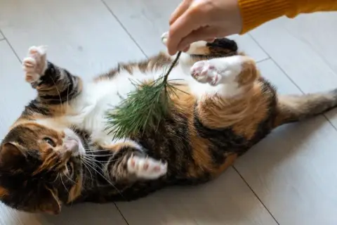 Un gato atigrado se revuelca en el suelo, con las patas en el aire, mientras una mano le hace cosquillas con una ramita de pino.