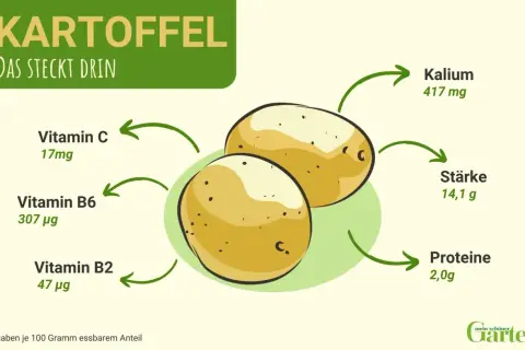 Kartoffel: Nährwerte pro 100g: Kalium 417mg, Stärke 14,1g, Proteine 2,0g, Vitamin C 17mg, B6 307µg, B2 47µg.