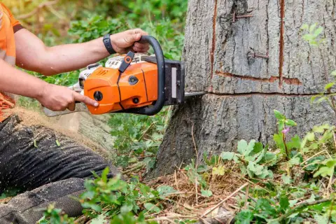 Drwal w pomarańczowej kamizelce tnie drzewo piłą łańcuchową.