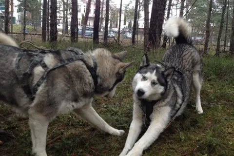 Dwa alaskan malamuty w uprzęży, jeden kładzie się, drugi stoi.