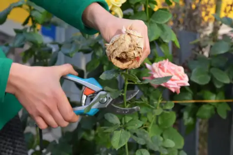 Ręce w zielonej bluzie przycinają uschniętą różę sekatorami. Obok kwitnie piękny, różowy kwiat. To letnie przycinanie róż.