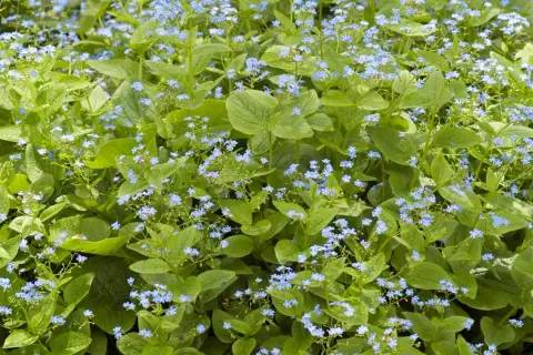 Ein dichter Teppich aus Vergissmeinnicht, ein idealer **bodendecker schatten**-Pflanze, bedeckt den Boden mit zarten blauen Blüten und grünen Blättern.