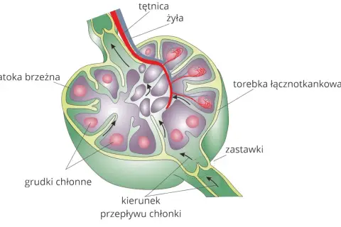 Przekrój węzła chłonnego, kluczowego elementu układu limfatycznego, z widocznymi grudkami chłonnymi, zatoką brzeżną i naczyniami.