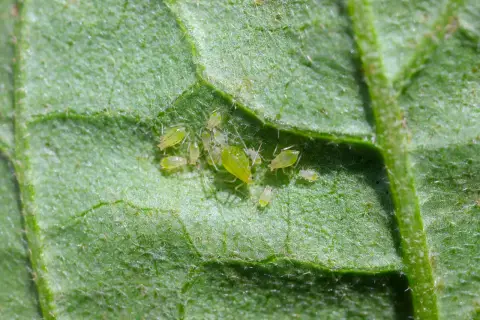 Gros plan de pucerons verts sur une feuille de pomme de terre.
