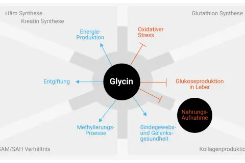 Glycin wirkt auf Entgiftung, Energieproduktion, Bindegewebsgesundheit und mehr. Es beeinflusst auch Glukoseproduktion und oxidativen Stress.