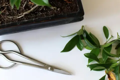 Jak przycinać drzewko bonsai, aby uniknąć najczęstszych błędów