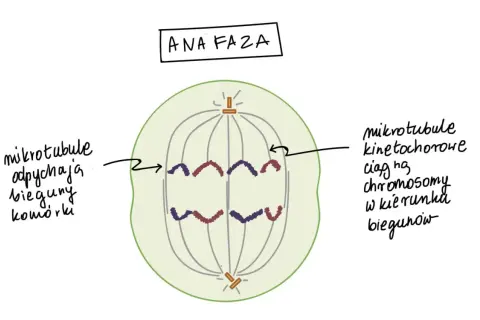 Anafaza mitozy: chromatydy rozdzielone i ciągnięte do biegunów komórki. Liczba chromosomów w komórkach potomnych będzie taka sama.
