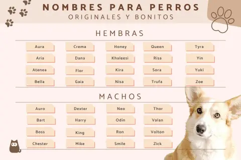 Lista de nombres para perros, con opciones graciosas y originales para hembras y machos. ¡Encuentra el nombre perfecto para tu peludo!