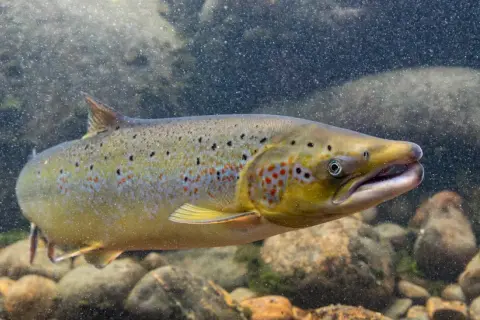 Ein schöner rogner fisch schwimmt durch klares Wasser über steinigen Grund.