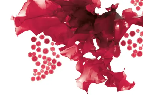 Rote Algen und kugelförmige Zellen, die an die Quelle von Astaxanthin erinnern. Mögliche Astaxanthin Nebenwirkungen sind selten.